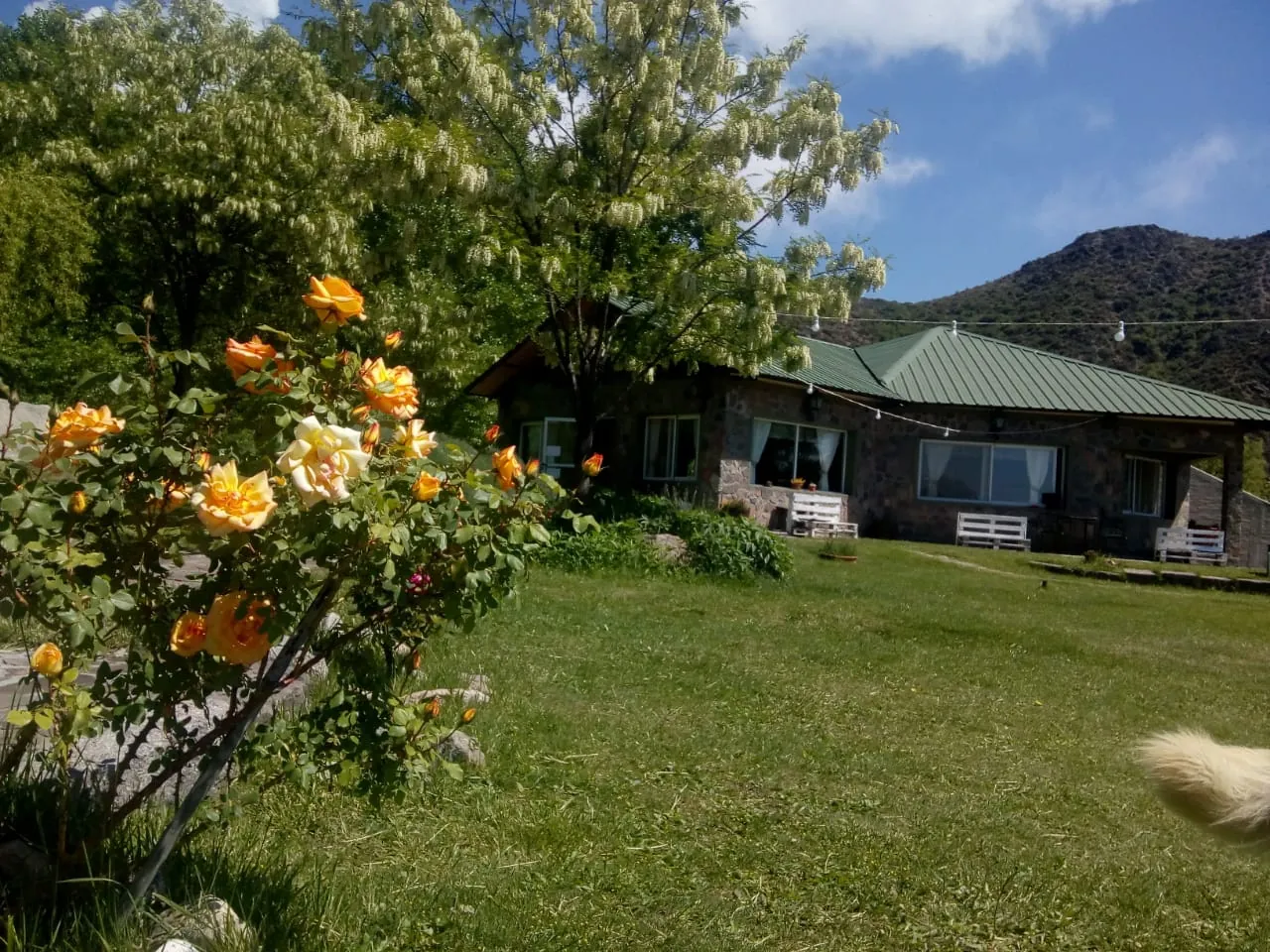 Rosas del jardín con la casa de la Posada y la montaña de fondo